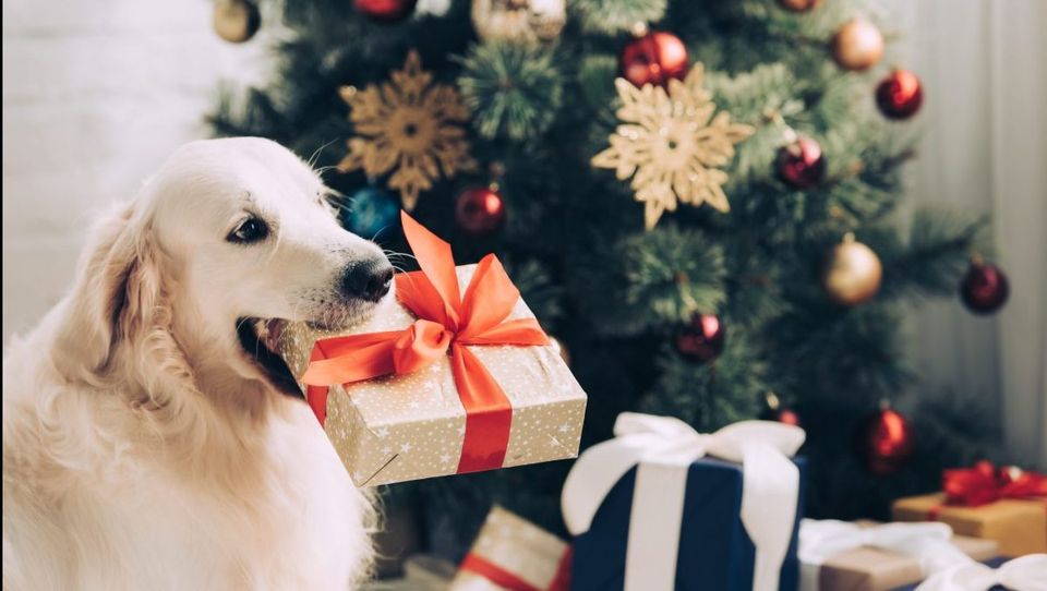 16 Best Dog Christmas Gift Ideas of 2022